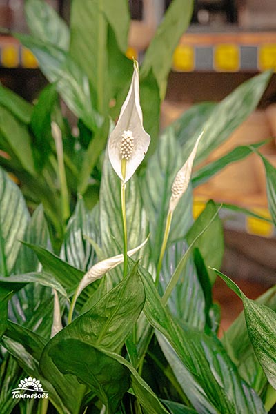 Spathiphyllum